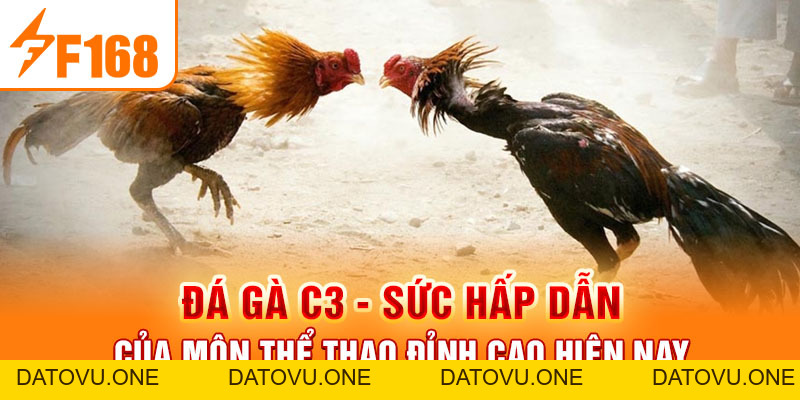 Đá Gà C3 - Sức Hấp Dẫn Của Môn Thể Thao Đỉnh Cao Hiện Nay