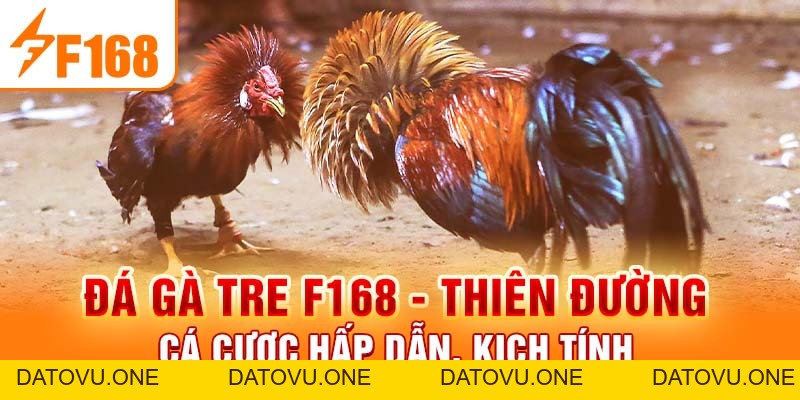 Đá Gà Tre F168 - Thiên Đường Cá Cược Hấp Dẫn, Kịch Tính
