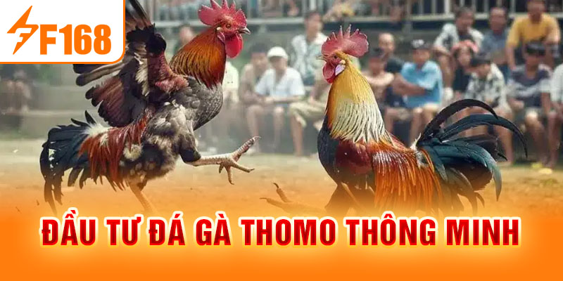 Đá Gà Thomo Là Gì? Ưu Điểm Và Luật Chơi Mới Nhất 2026