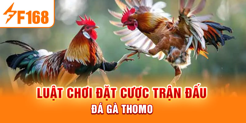 Đá Gà Thomo Là Gì? Ưu Điểm Và Luật Chơi Mới Nhất 2026