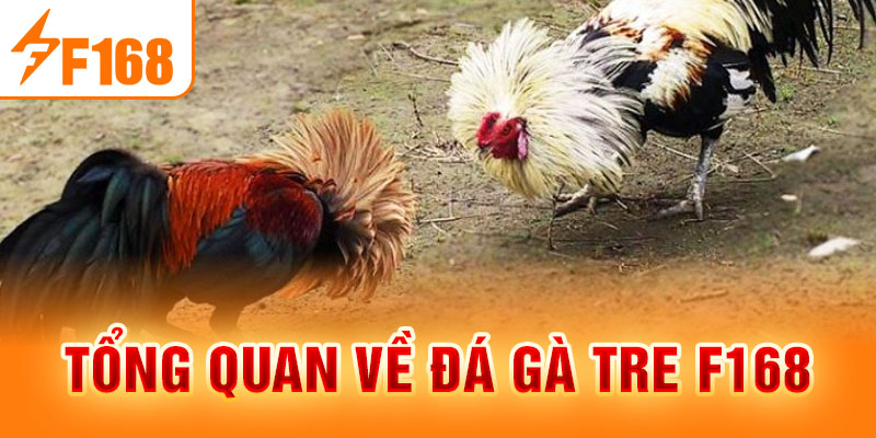 Đá Gà Tre F168 - Thiên Đường Cá Cược Hấp Dẫn, Kịch Tính