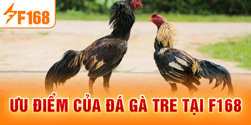Đá Gà Tre F168 - Thiên Đường Cá Cược Hấp Dẫn, Kịch Tính
