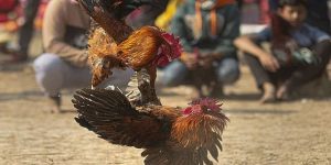 Đá Gà F168 - Khám Phá Sân Chơi Đẳng Cấp Dành Cho Kê Thủ
