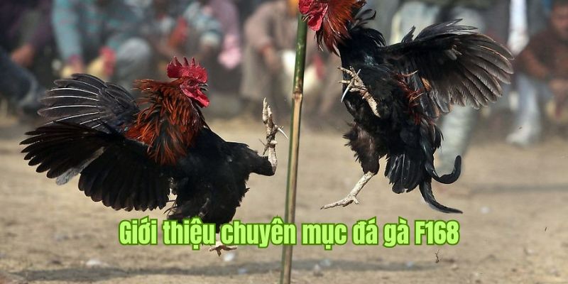 Trực Tiếp Đá Gà - Địa Điểm Cá Cược Nảy Lửa, Hấp Dẫn Tại F168