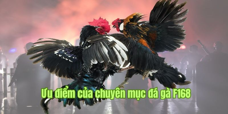 Trực Tiếp Đá Gà - Địa Điểm Cá Cược Nảy Lửa, Hấp Dẫn Tại F168